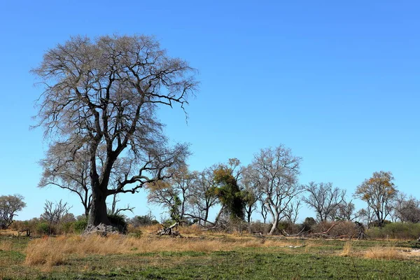 Paisaje Del Delta Del Okavango Namibia — Foto de Stock