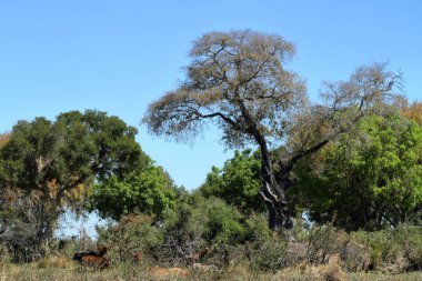 Manzara Botswana'da Okavango Deltası'nda