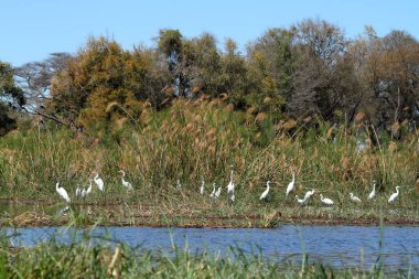 Balıkçıllar ve kuşlar Botswana'da Okavango Delta