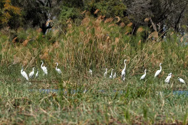 Hägrar Och Fåglar Okavangodeltat Botswana — Stockfoto