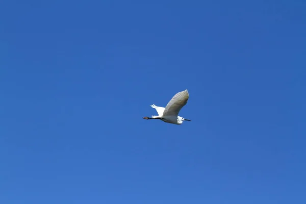 Garças Pássaros Delta Okavango Botsuana — Fotografia de Stock