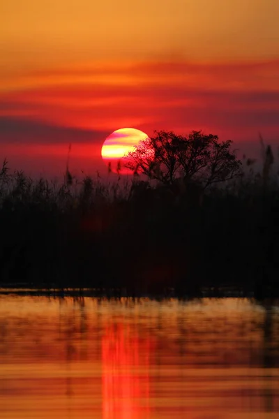 Afrika Okavango Deltası Nda Günbatımı — Stok fotoğraf