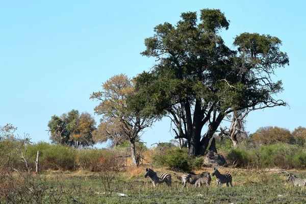 Paisaje Delta Del Okavango Botsuana — Foto de Stock