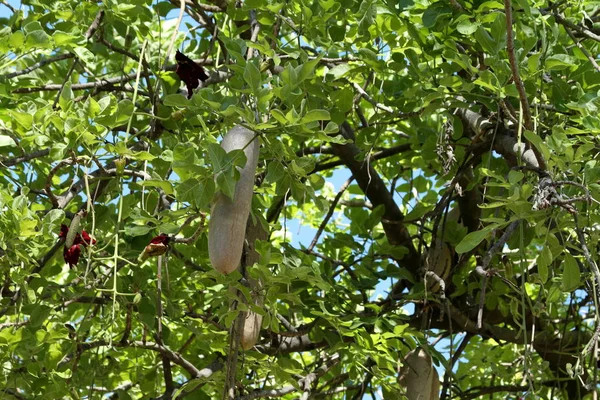 Fruits of the liver sausage tree in Africa