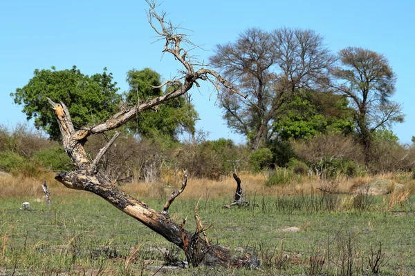Paisaje Delta Del Okavango Botsuana — Foto de Stock