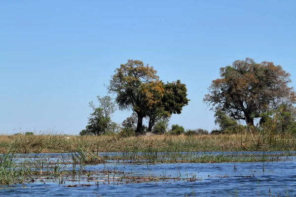 Lanskap Delta Okavango Botswana — Stok Foto