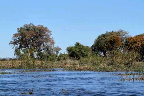 Paesaggio Nel Delta Dell Okavango Botswana — Foto Stock