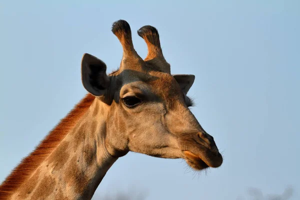 Giraffe Nella Savana Africa — Foto Stock