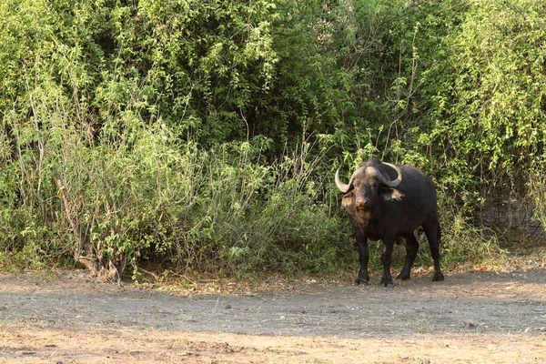 サバンナのアフリカの水牛は — ストック写真