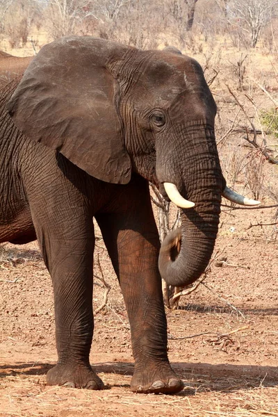 非洲大象在大草原 — 图库照片