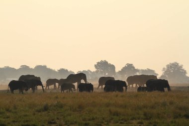 Savannah Afrika filleri