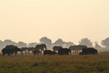 Savannah Afrika filleri