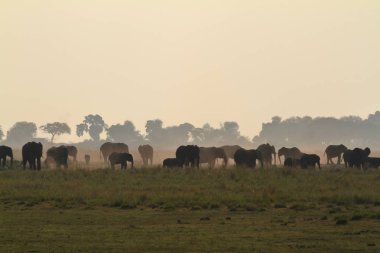 Savannah Afrika filleri