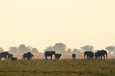 Savannah Afrika filleri