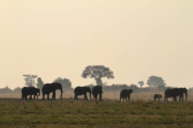 Savannah Afrika filleri