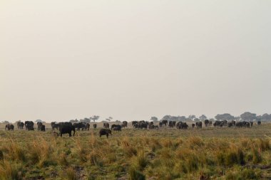 Savannah Afrika filleri