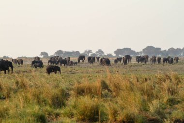 Savannah Afrika filleri