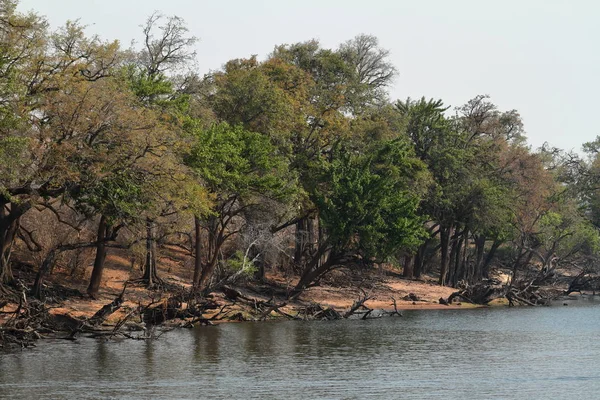 Říční Krajina Chobe Národního Parku Botswana — Stock fotografie