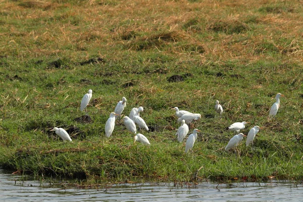 Hérons Oiseaux Dans Delta Okavango Botswana — Photo