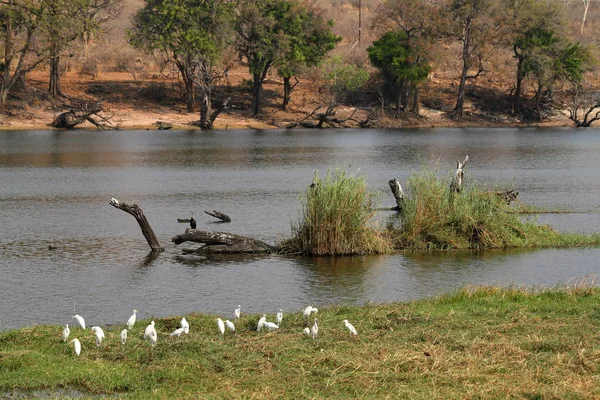 Garças Pássaros Delta Okavango Botsuana — Fotografia de Stock