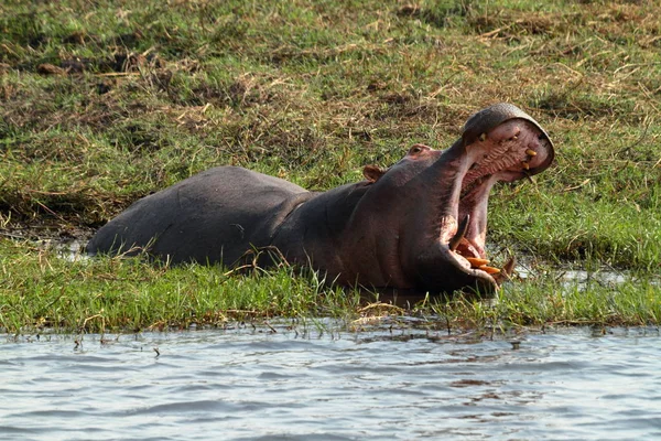博茨瓦纳乔贝国家公园的河马 — 图库照片