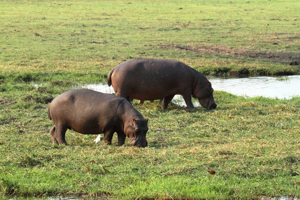 Гіпопотами Чобе Національний Парк Ботсвані — стокове фото