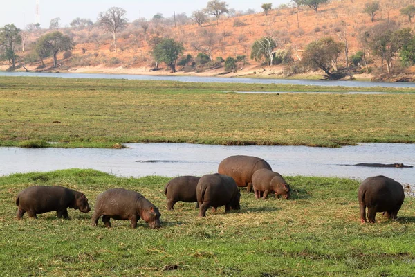 Гіпопотами Чобе Національний Парк Ботсвані — стокове фото