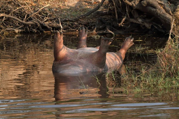 Ιπποπόταμοι Στο Εθνικό Πάρκο Chobe Στην Μποτσουάνα — Φωτογραφία Αρχείου