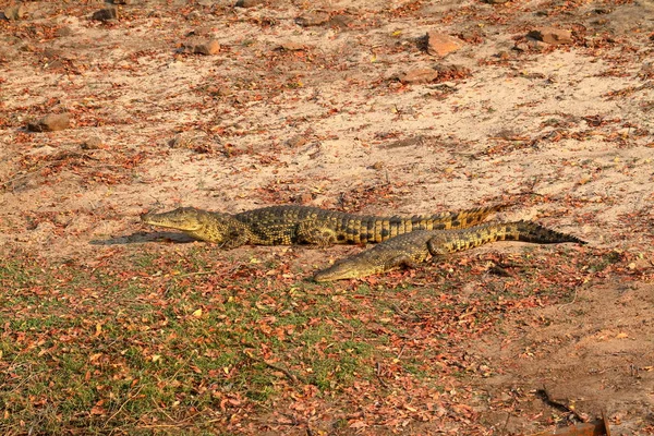 Chobe Nemzeti Park Napozás Krokodilok — Stock Fotó