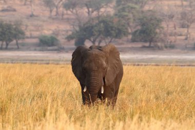 Savannah Afrika filleri