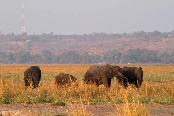 Afričtí Sloni Savaně — Stock fotografie