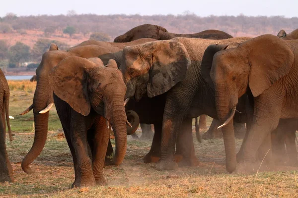 Afrikaanse Olifanten Savanne — Stockfoto