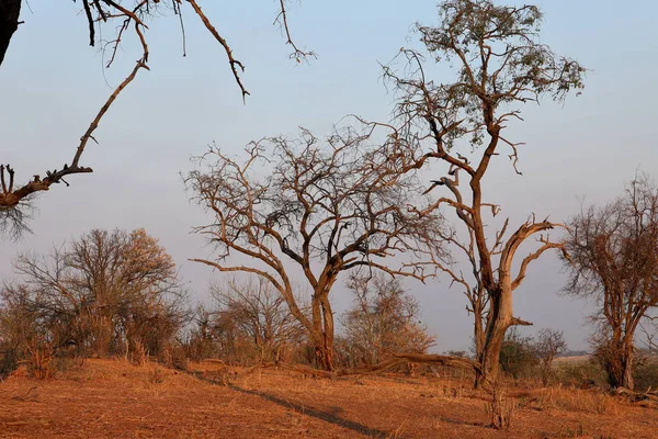 Savana Nell Africa Australe — Foto Stock