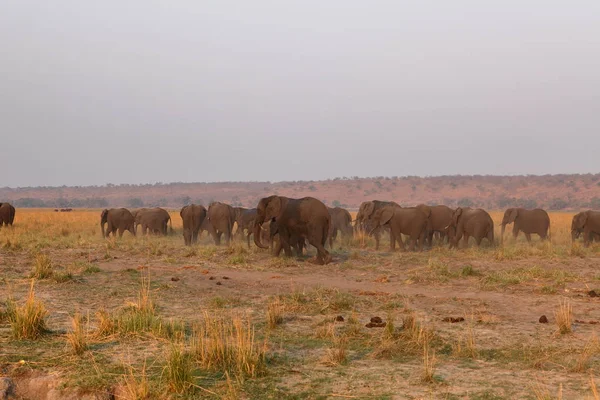 Elefantes Africanos Sabana — Foto de Stock