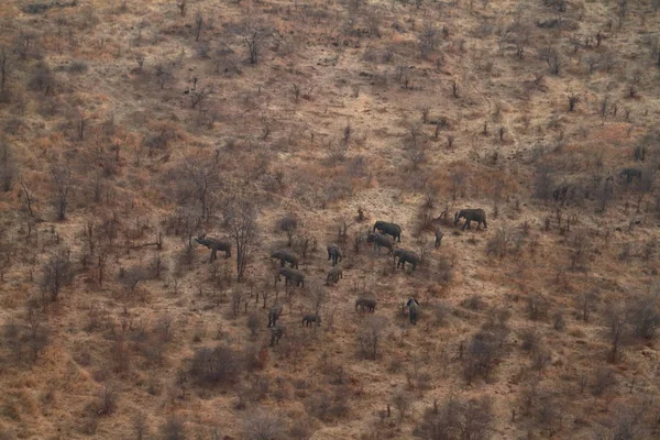 Éléphants Afrique Dans Savane — Photo