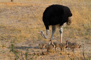 Devekuşu kuş savana civciv yetiştirme