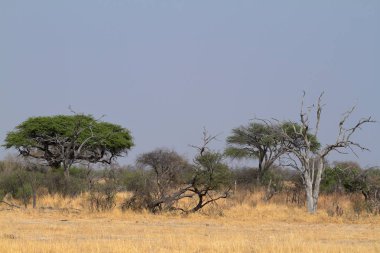Güney Afrika 'daki Savannah.