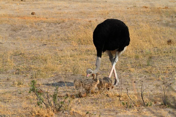 サバンナで雛を飼育ダチョウ鳥 — ストック写真