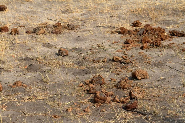サバンナでゾウの排泄物 — ストック写真