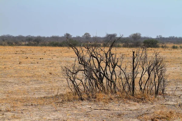 Güney Afrika Daki Savannah — Stok fotoğraf