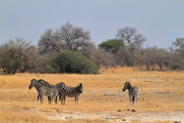 Cebras Sabana Sur África — Foto de Stock