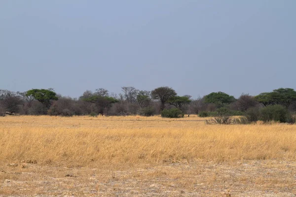 Sabana Sur África — Foto de Stock