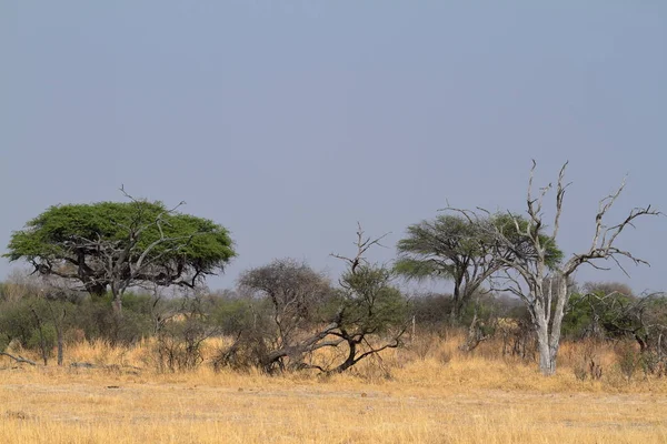 Die Savanne Südlichen Afrika — Stockfoto