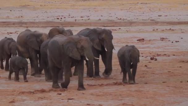 Африканські Слони Савані — стокове відео