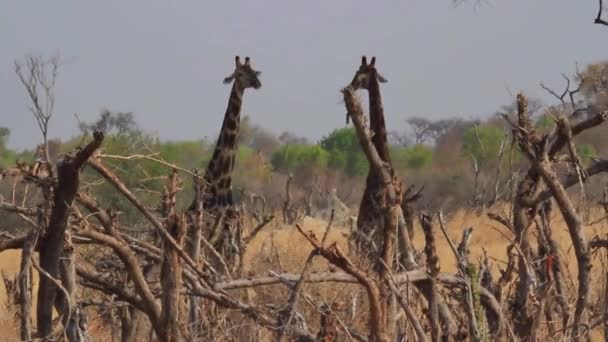 Giraffe Nella Savana Africa — Video Stock