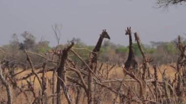 Afrika bozkırlarındaki zürafalar.