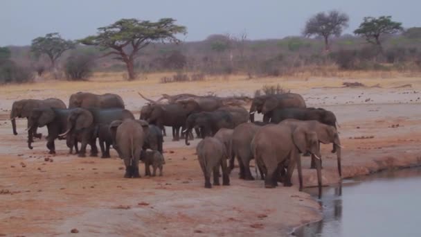 Слоны Саванне Зимбабве — стоковое видео