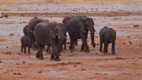 Elefantes Sabana Zimbabue — Vídeos de Stock