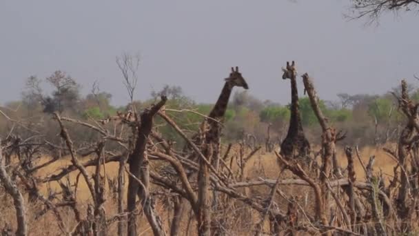 Жирафы Африканской Саванны — стоковое видео