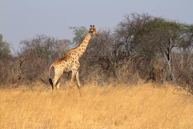 Afrika bozkırlarındaki zürafalar.